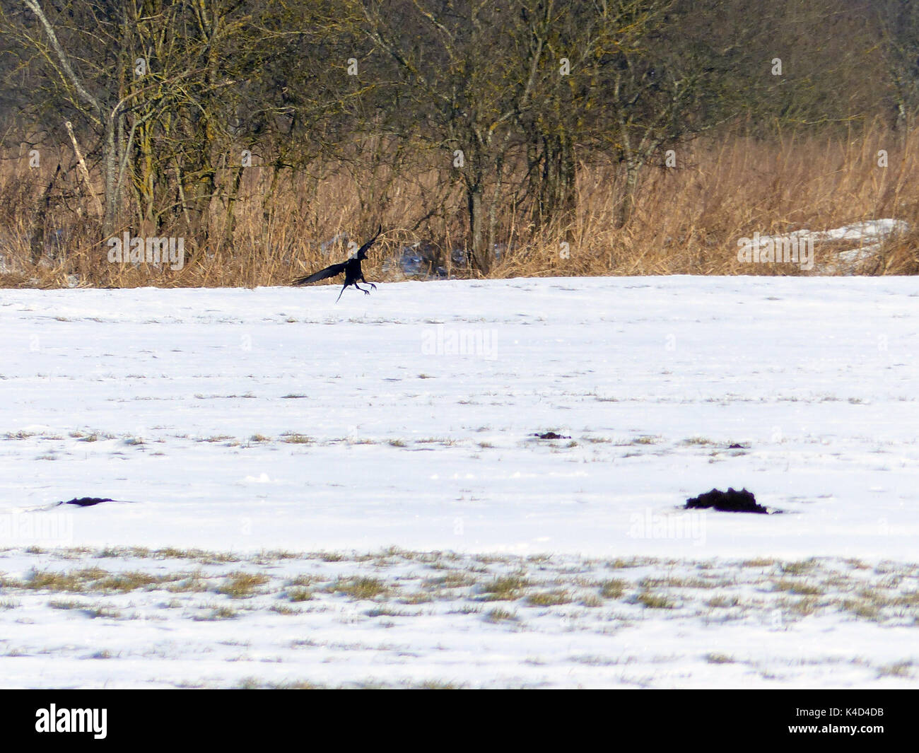 Rabe, Krähe auf Landung auf schneebedeckten Feld Stockfoto Rabe, Krähe auf Landung auf schneebedeckten Feld Stockfoto