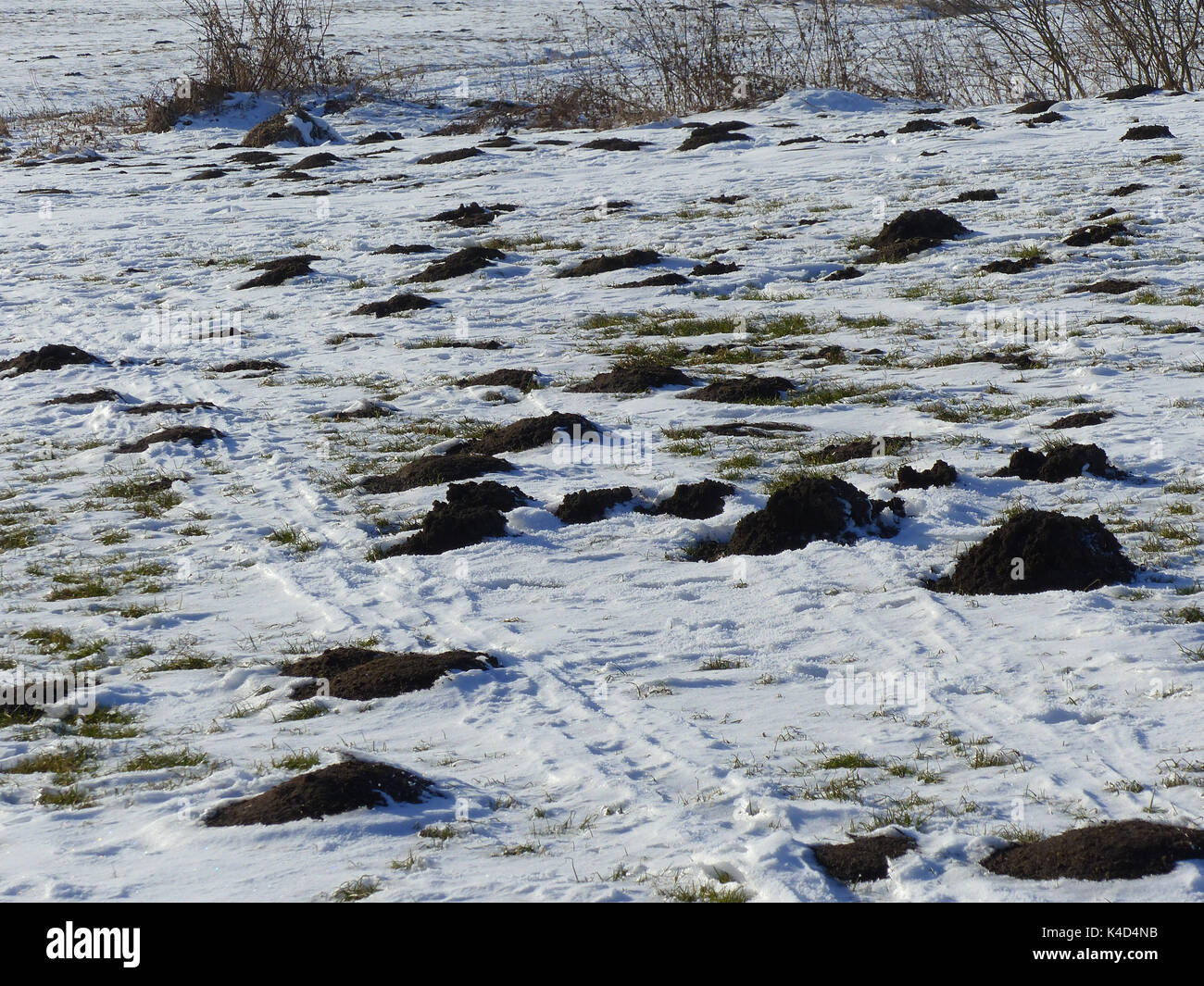 Wiese im Winter mit maulwurfshügel der Guten Torf Im Ampermoos, River Valley am Ammersee in Oberbayern Stockfoto Wiese im Winter mit maulwurfshügel der Guten Torf Im Ampermoos, River Valley am Ammersee in Oberbayern Stockfoto