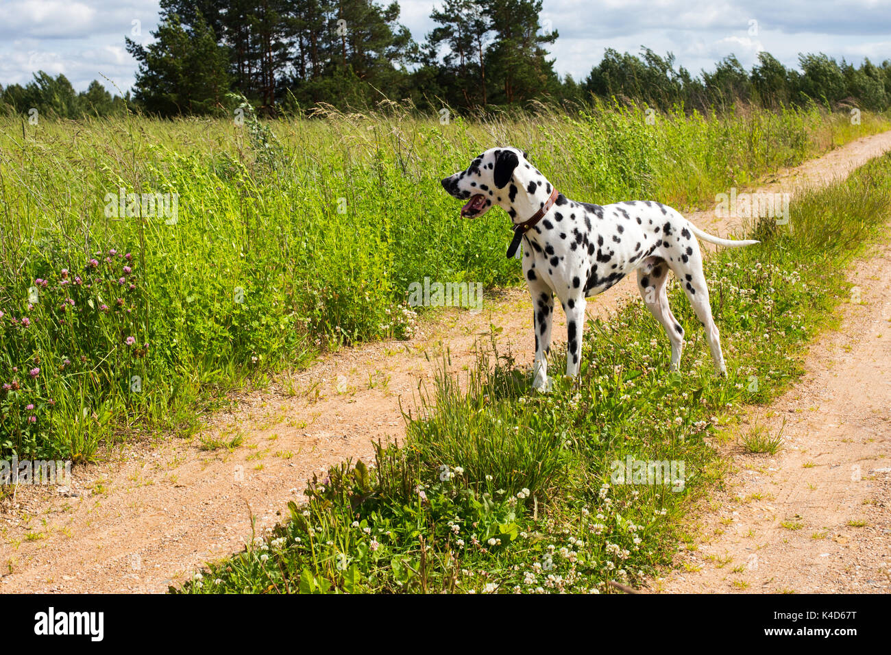 Adorable Dalmatiner Hund draußen auf der Straße Stockfoto