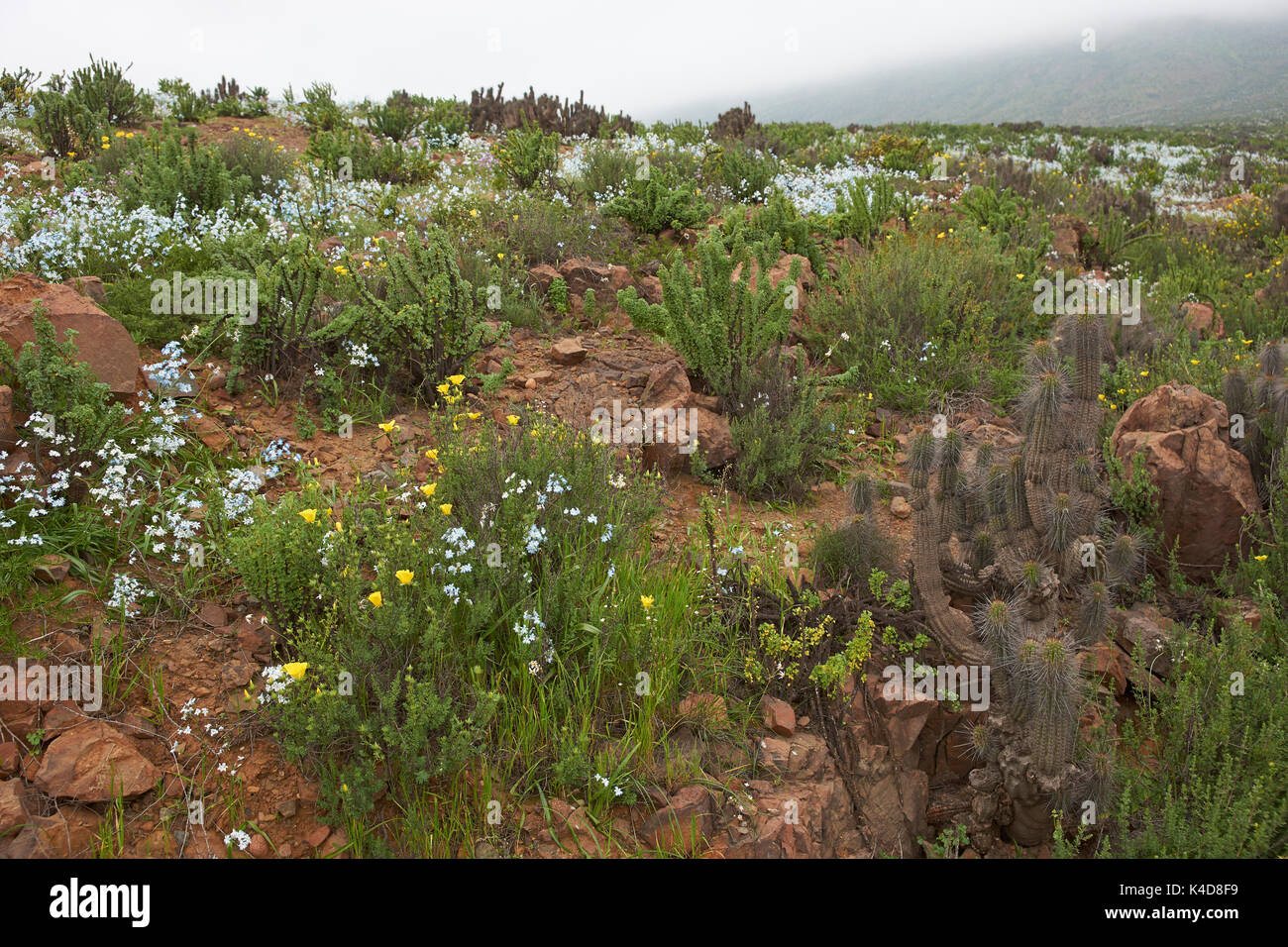 Blumen in der Atacama Wüste. Frühling Blumen in voller Blüte unter den Kakteen nach dem seltenen Regen in der Atacama Wüste. Parque Nacional Llanos de Challe, Chile Stockfoto