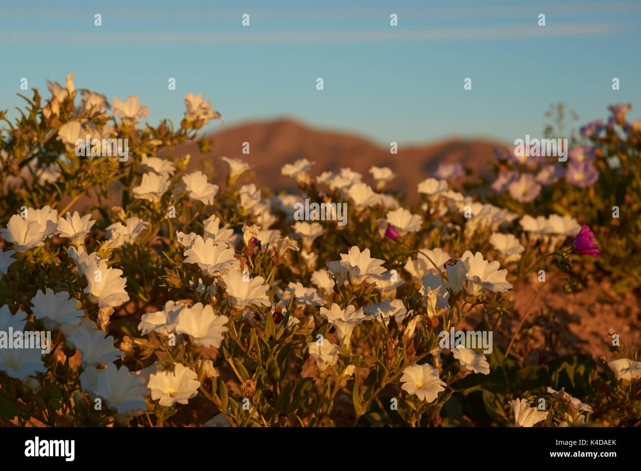 Blumen in der Atacama Wüste. Teppich aus weißen Nolana Blumen (nolana Whipplei) in voller Blüte nach dem seltenen Regen in der Atacama Wüste in der Nähe von Copiapo, in Chile. Stockfoto