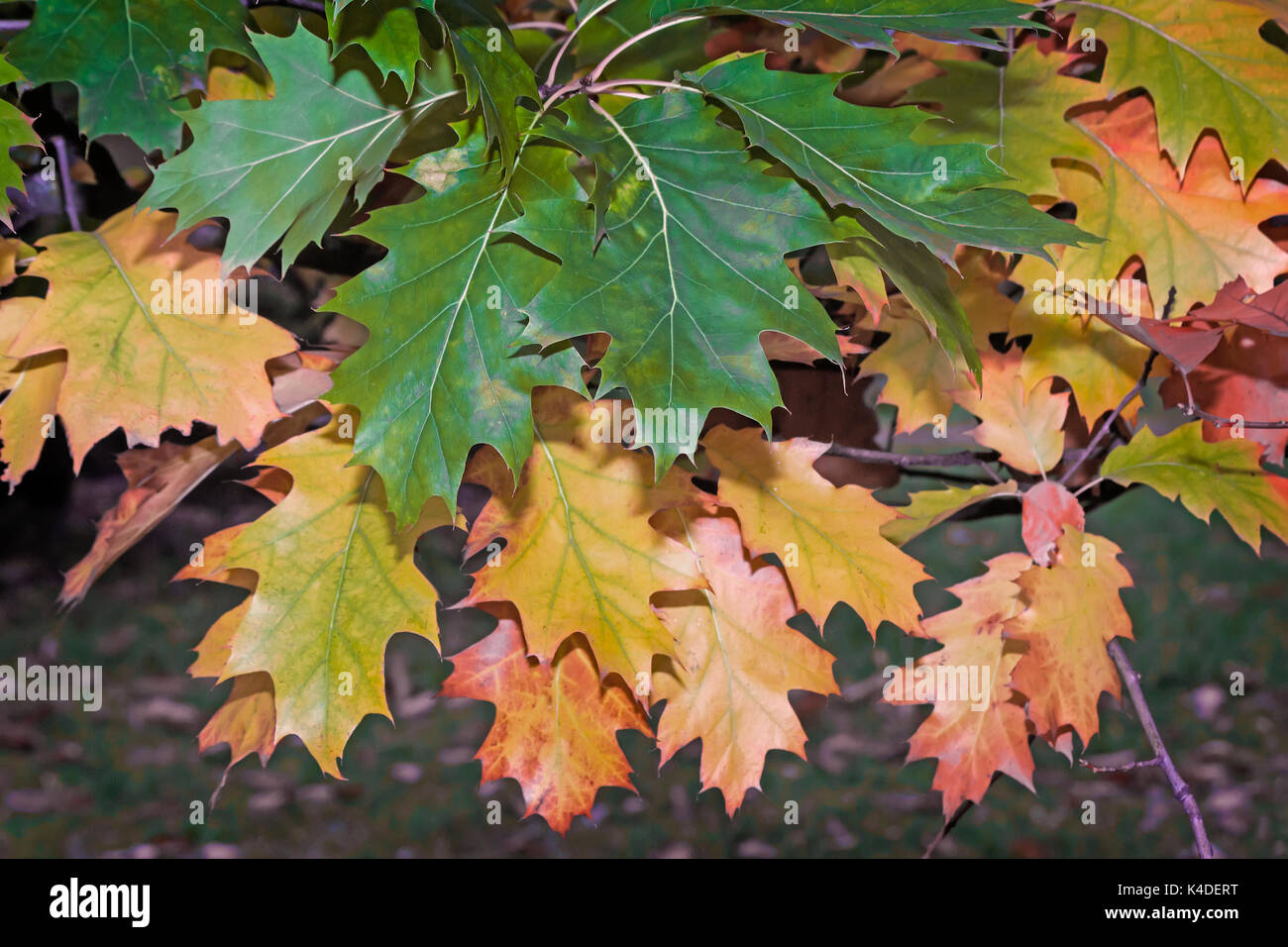 Gelben Blätter im Herbst auf einem Ast der Eiche. Stockfoto