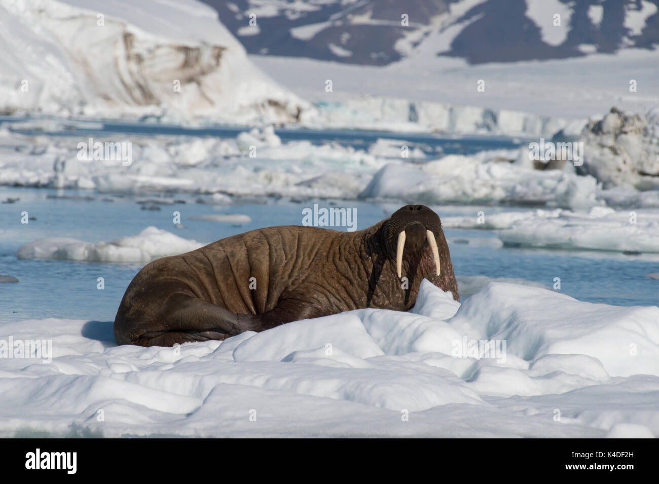 Walross auf Eis Stockfoto