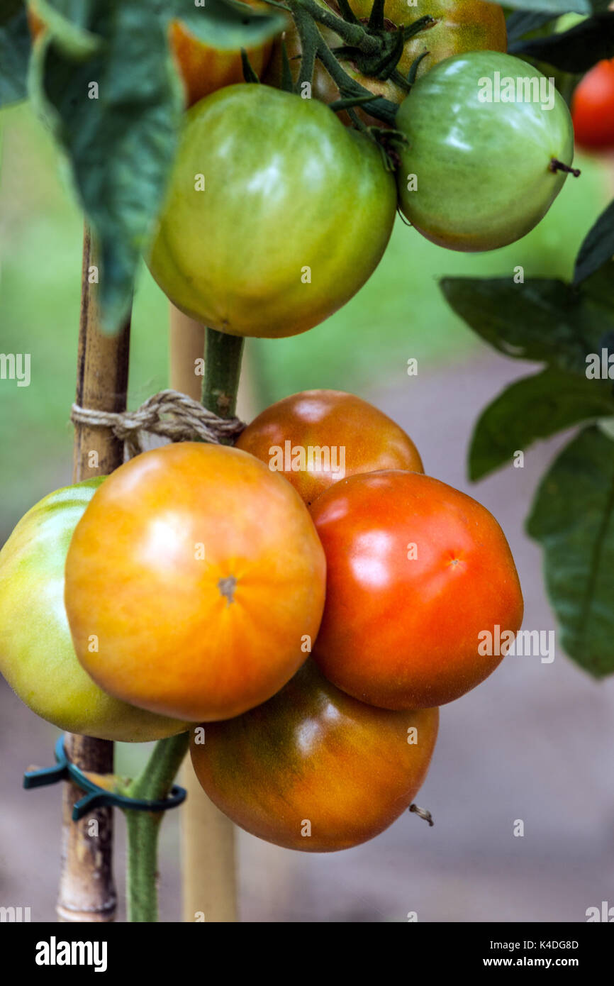 Tomaten wachsen auf Weinreben Früchte reifen Stockfoto