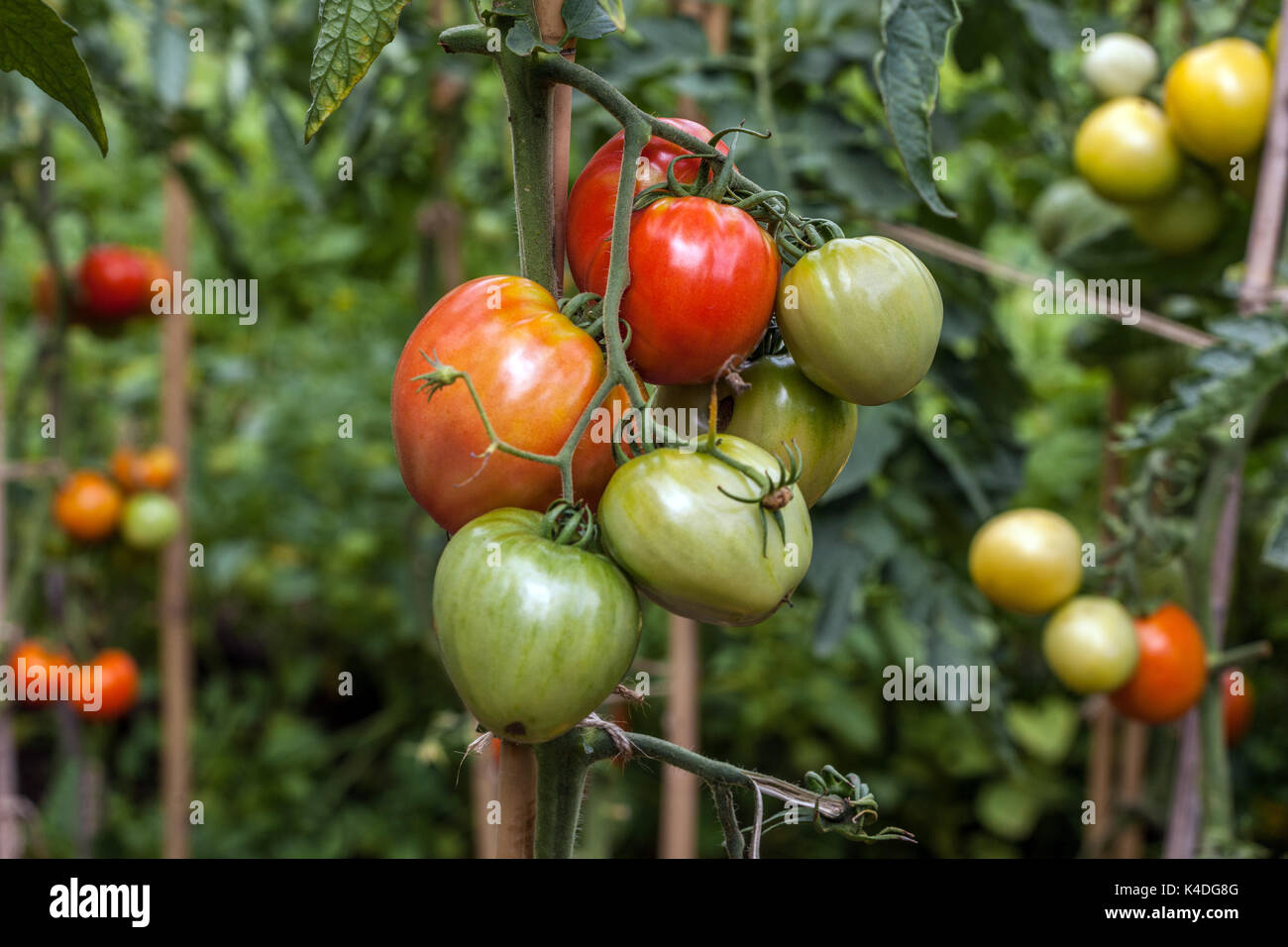 Tomaten reifen Tomaten auf der Rebe über dem Kopf im Garten Tomaten reifen unreif Stockfoto
