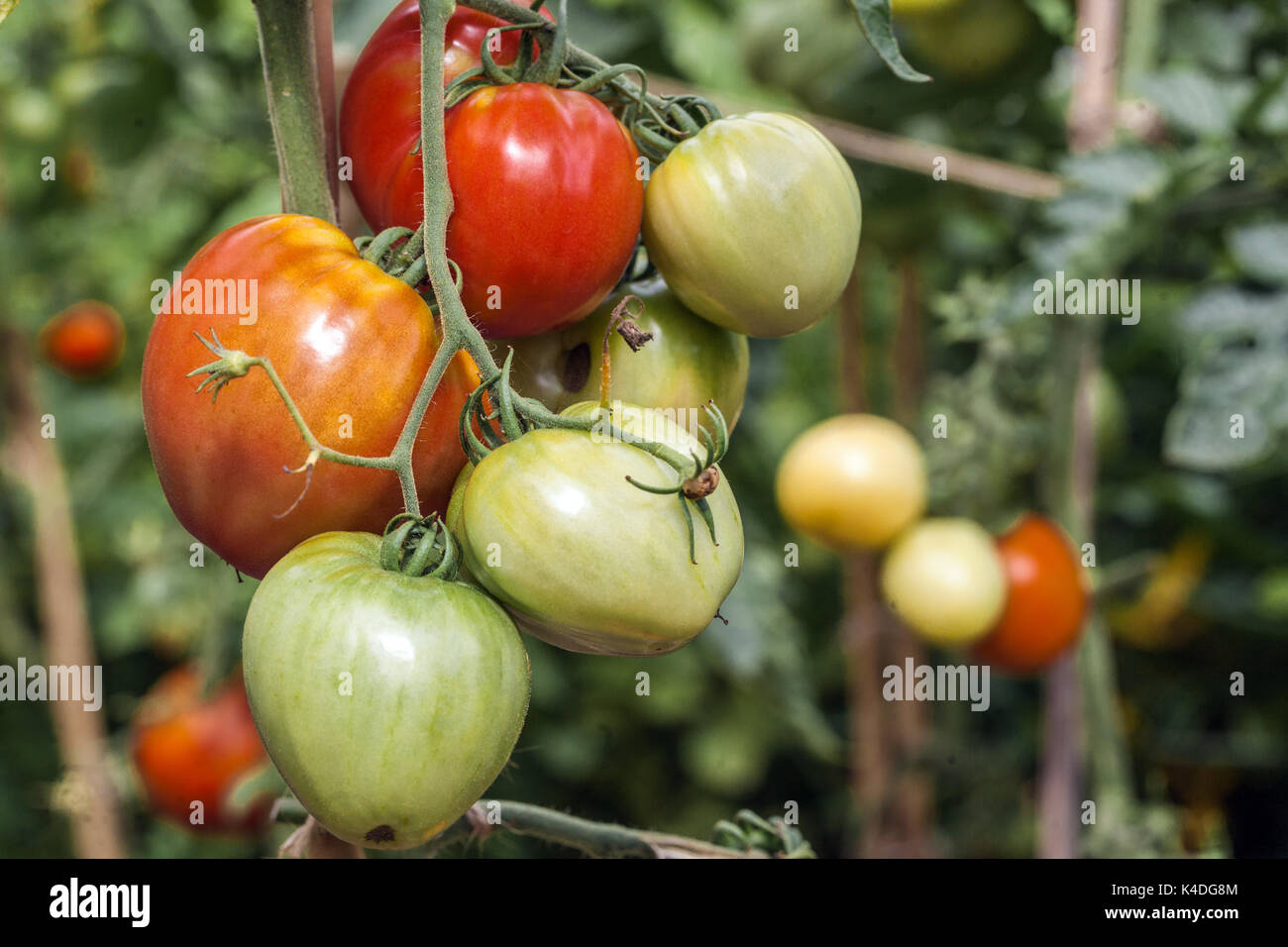 Tomatenanbau, Tomaten reifen auf der Rebe im Gemüsegarten Tomate reifen unreif Stockfoto