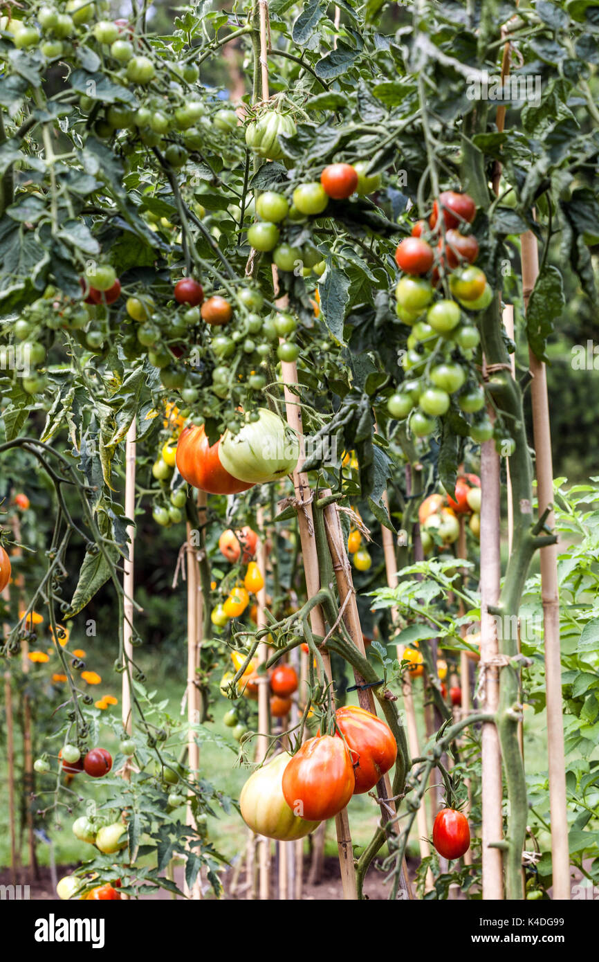 Tomaten Reifen am Weinstock im Garten Stockfoto