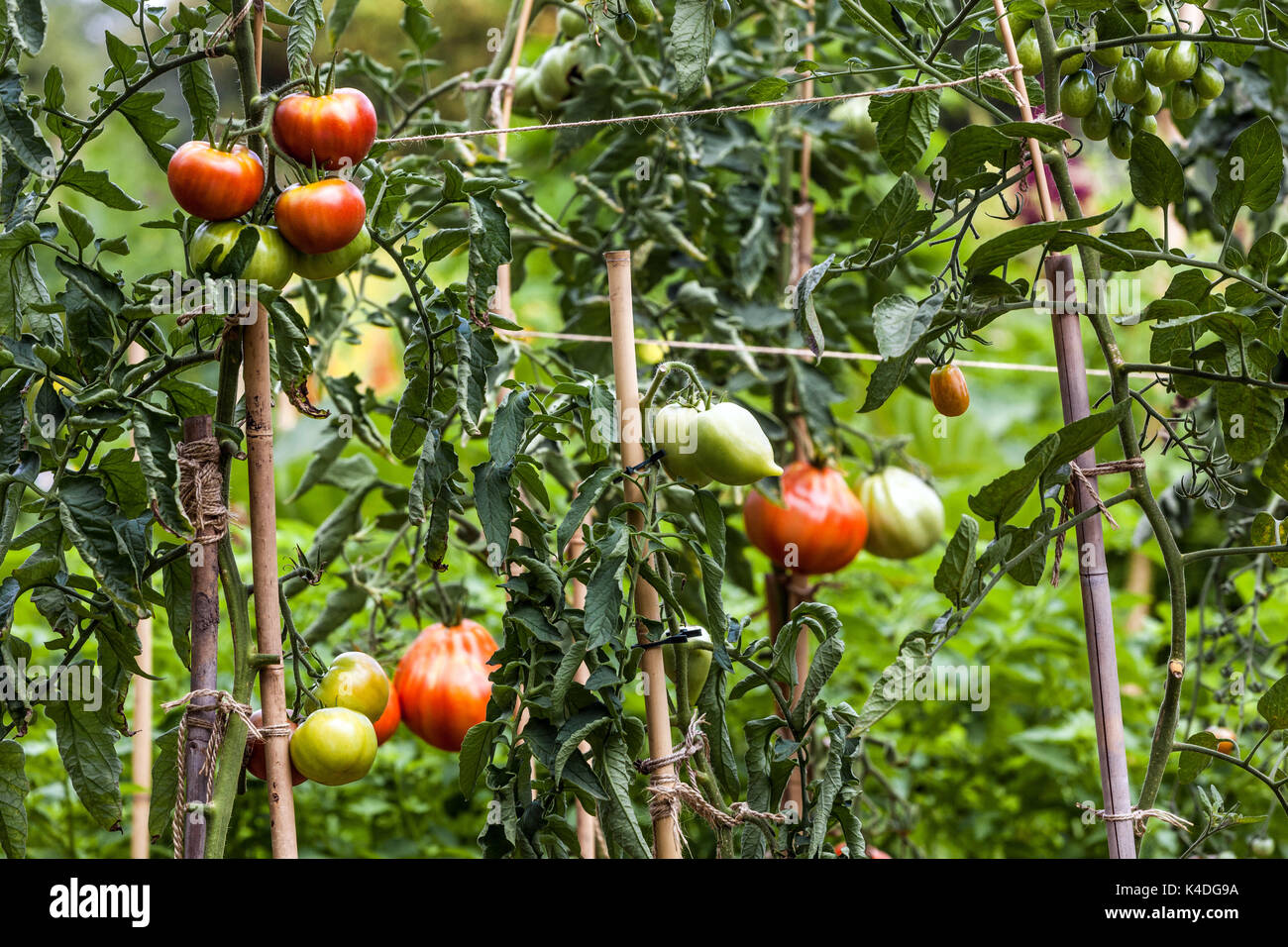 Tomatenpflanze, Tomaten reifen auf der Rebe im Garten Stockfoto