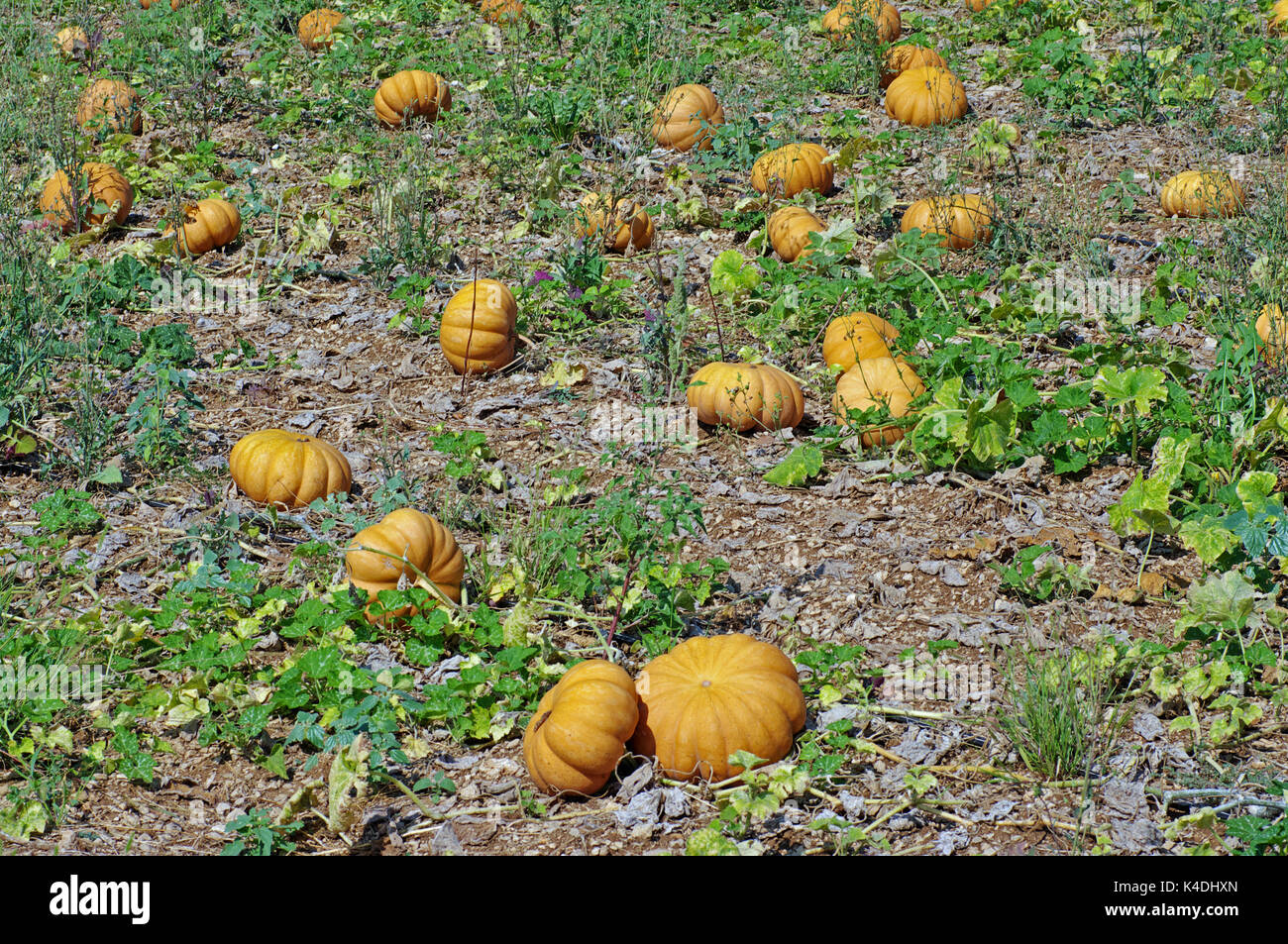 Reife Pumkins (Cucurbita pepo) warten auf dem Feld, um geerntet zu werden Stockfoto