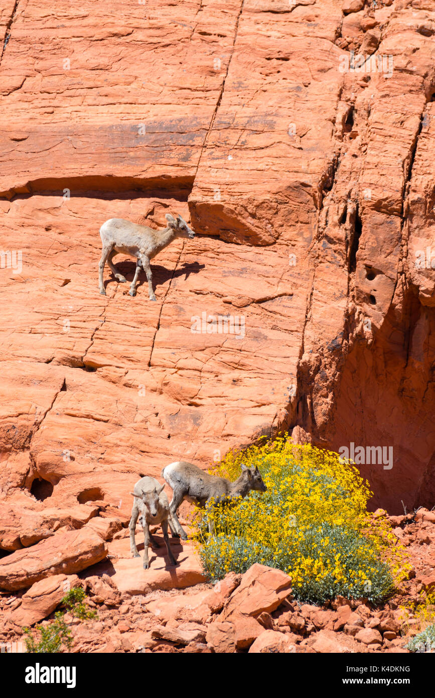 Foto von Desert Bighorn Schafe (Ovis canadensis nelsoni) in der Valley of Fire State Park, in der Nähe von Overton, Nevada, USA. Stockfoto