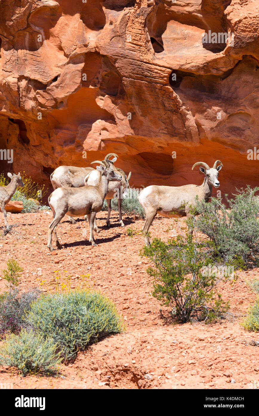 Foto von Desert Bighorn Schafe (Ovis canadensis nelsoni) in der Valley of Fire State Park, in der Nähe von Overton, Nevada, USA. Stockfoto