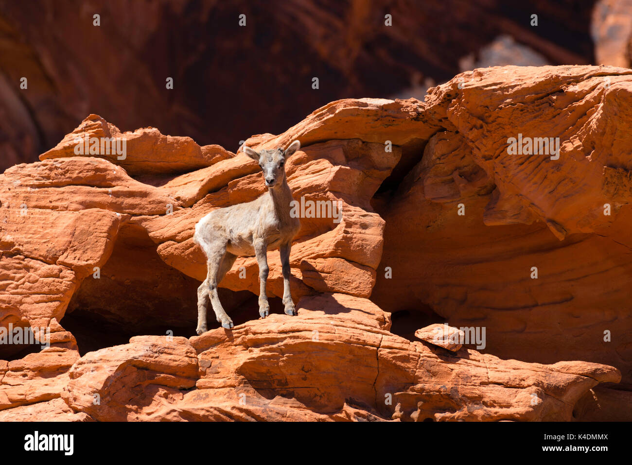 Foto von Desert Bighorn Schafe (Ovis canadensis nelsoni) in der Valley of Fire State Park, in der Nähe von Overton, Nevada, USA. Stockfoto