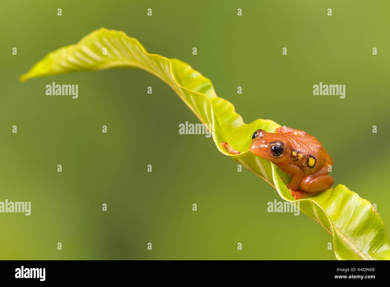 Helles orange golden Segge Frosch sitzt auf einem grünen Blatt Stockfoto