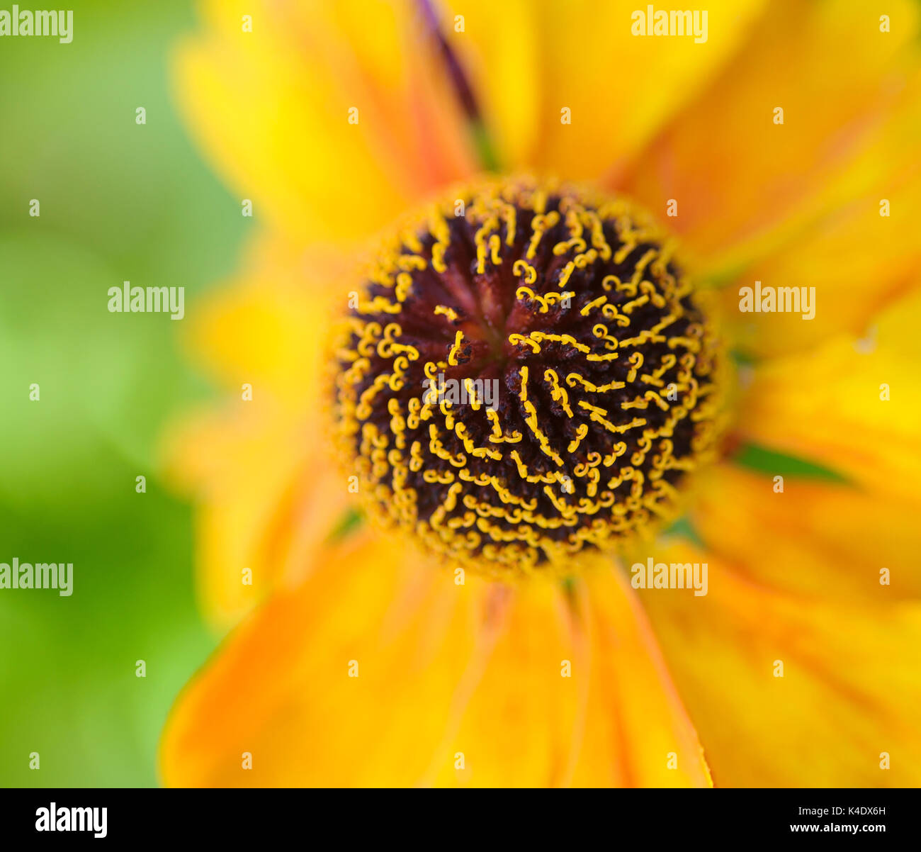 Nahaufnahme des Gelben helenium Stockfoto