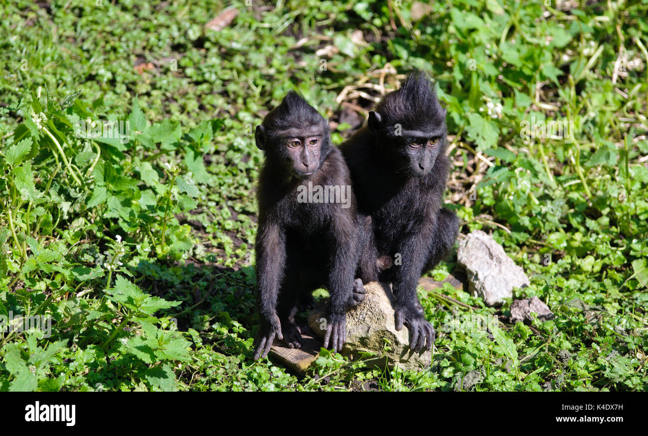 Zwei baby Celebes crested Makaken Stockfoto