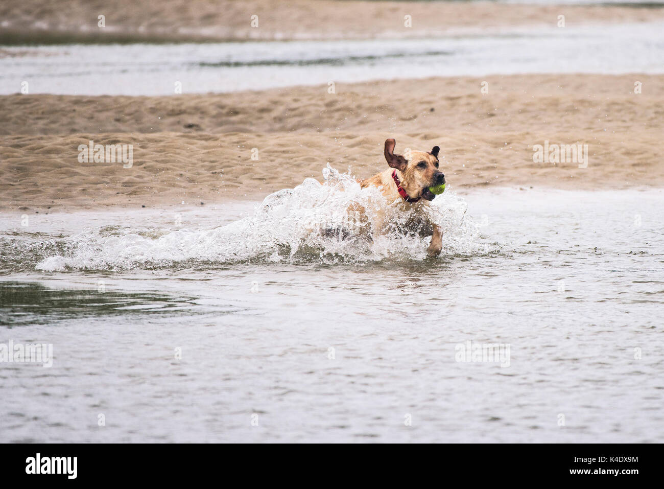 Gannel Estuary, Newquay, Cornwall - ein Hund spielt mit seinem Ball im Fluss Gannel bei Ebbe in Newquay, Cornwall. Stockfoto