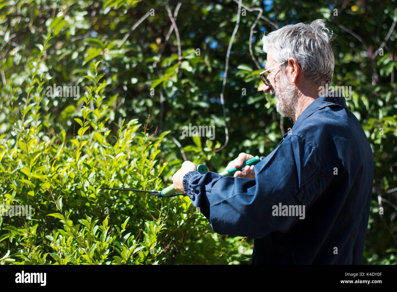 Gärtner Hecke schneiden mit Schere im Garten an einem sonnigen Tag Stockfoto