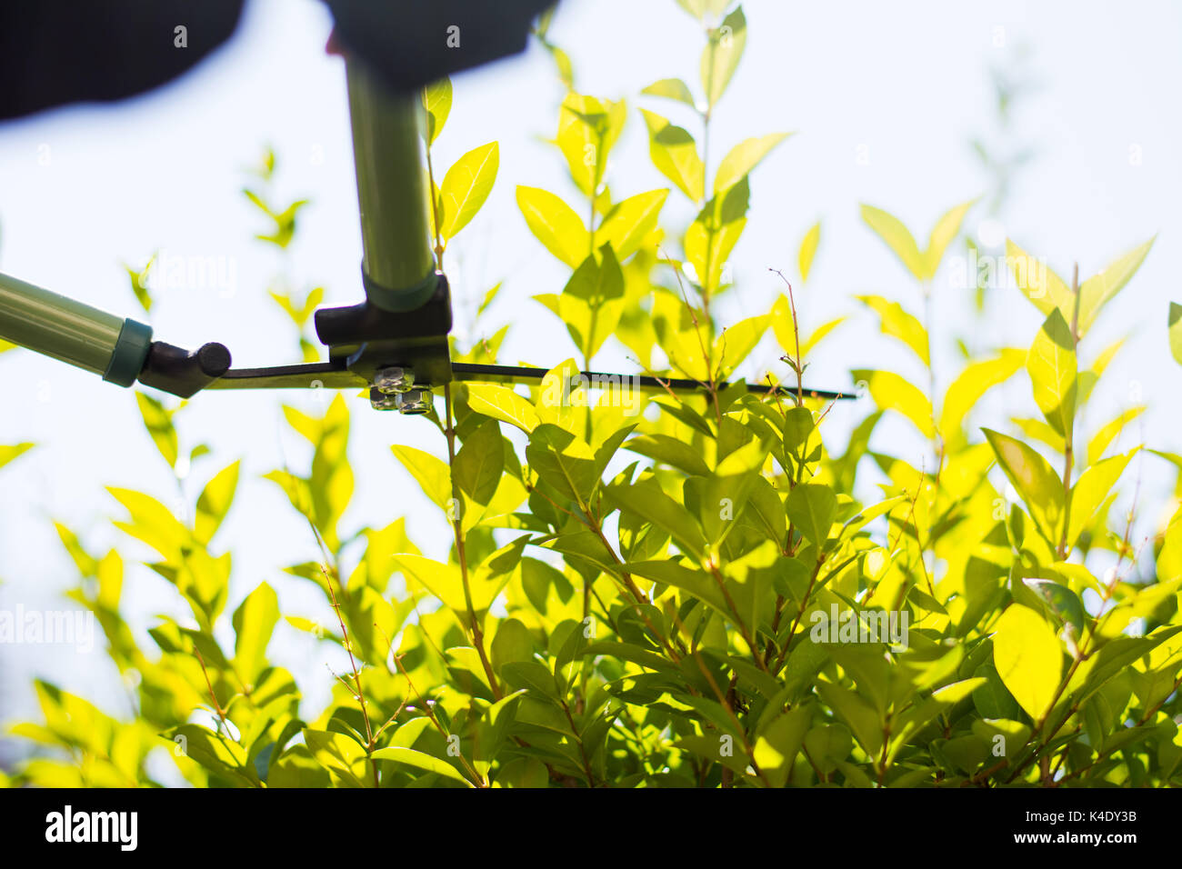 Gärtner Hecke schneiden mit Schere im Garten an einem sonnigen Tag Stockfoto