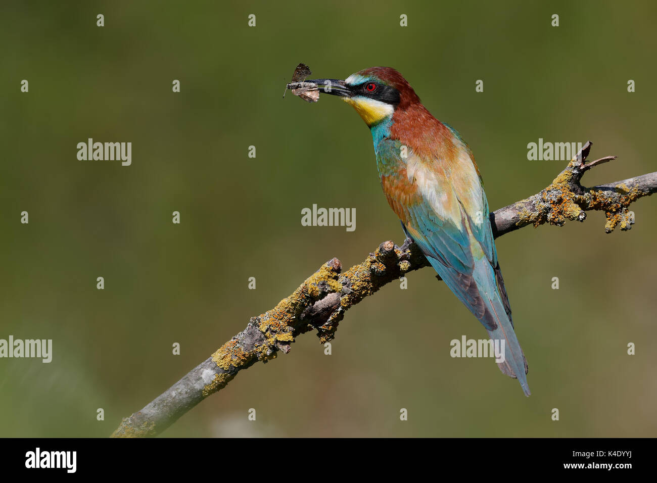 Bienenfresser (Merops apiaster) auf eine Niederlassung in Bulgarien Stockfoto