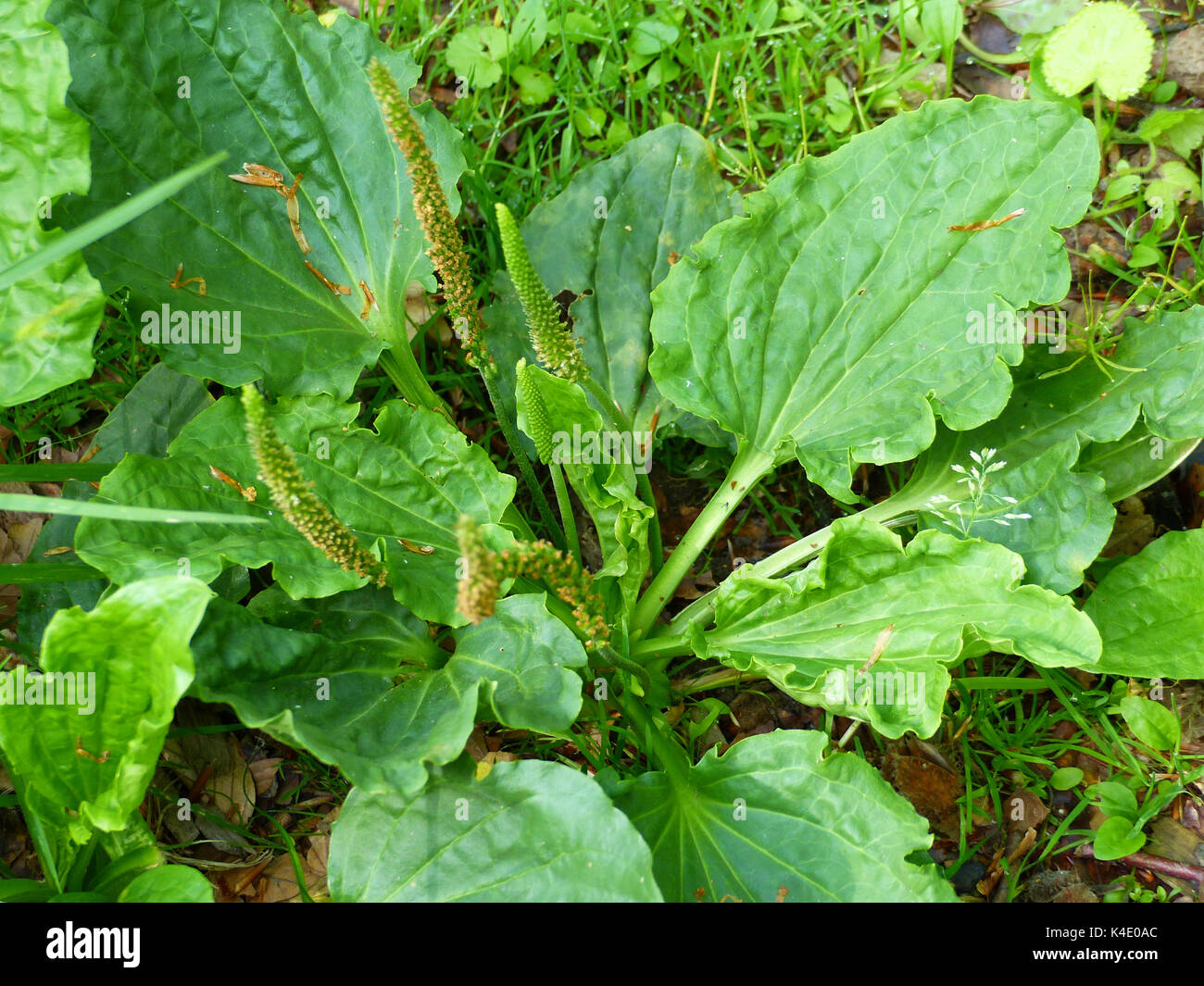 Gemeinsamen Wegerich, Plantago Major Stockfoto