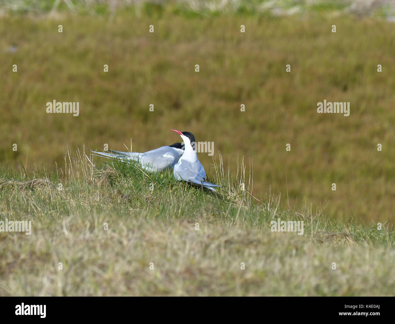 Küstenseeschwalben während der Werbung vor der Paarung Stockfoto