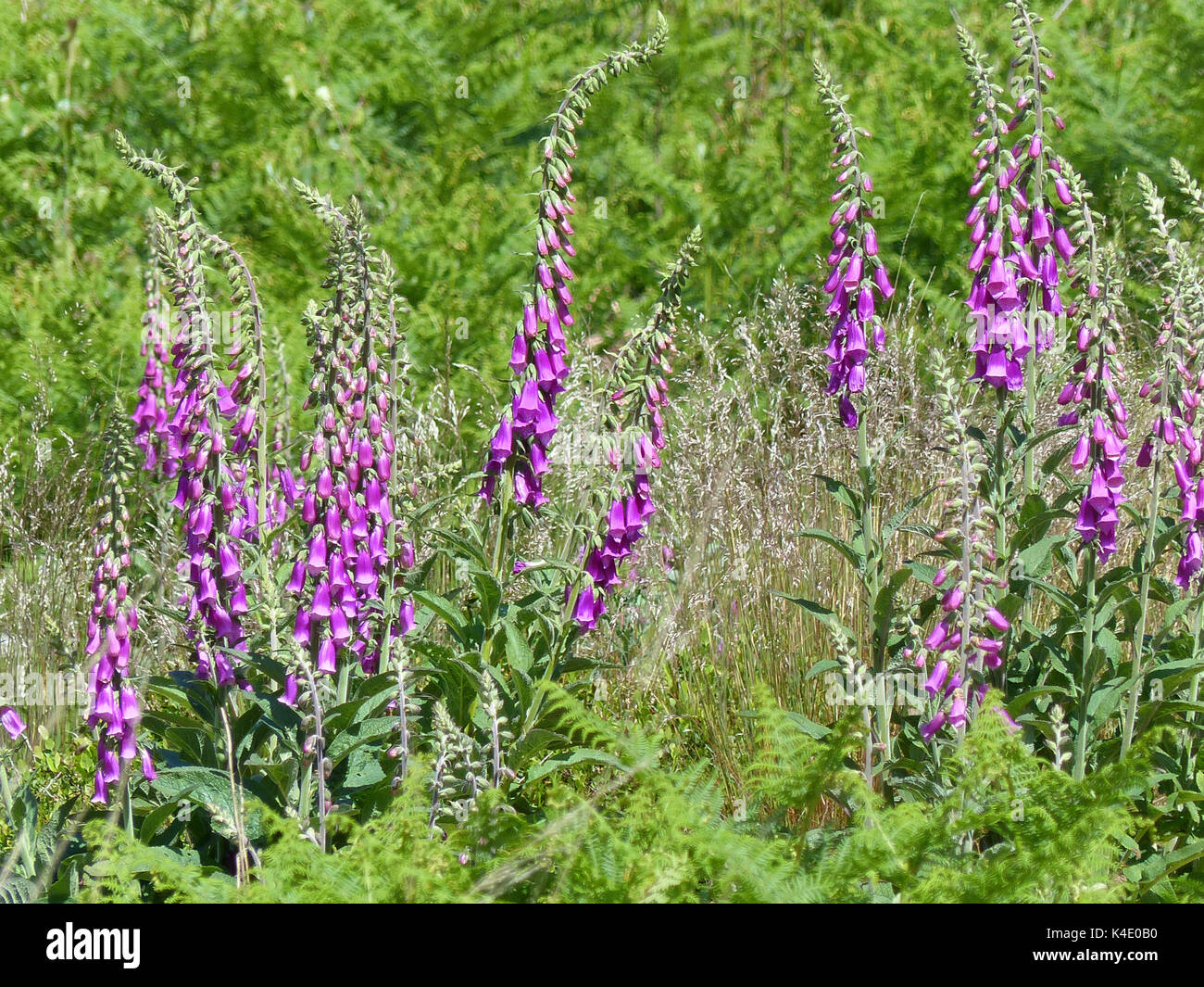 Blühende Fingerhut, Digitalis Purpurea, giftige Pflanze Stockfoto Blühende Fingerhut, Digitalis Purpurea, giftige Pflanze Stockfoto
