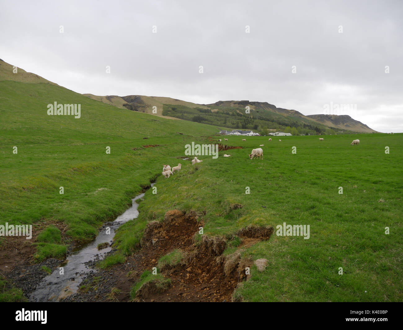Island, Schafe auf einer Weide Im Süden Stockfoto Island, Schafe auf einer Weide Im Süden Stockfoto