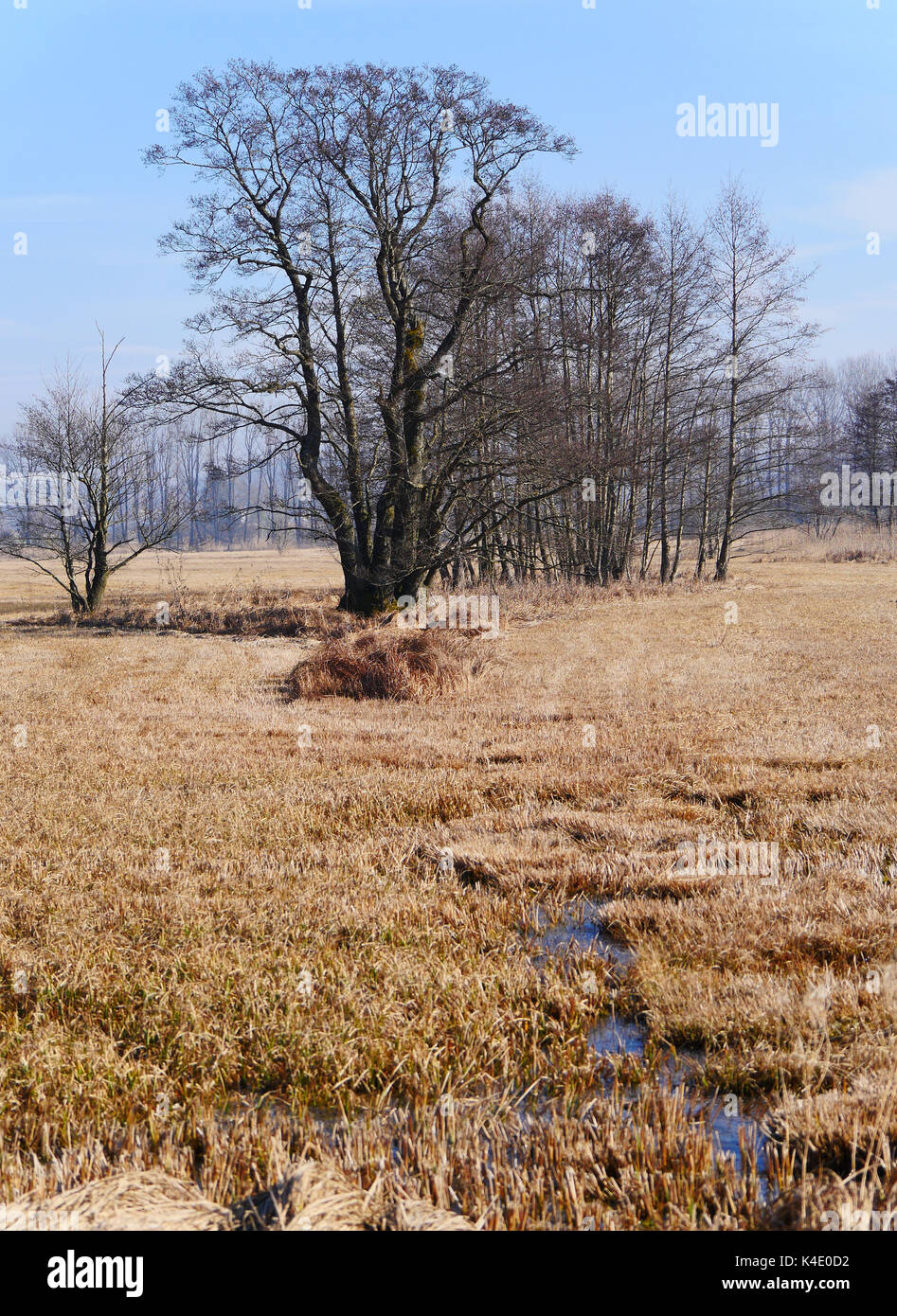 Winterlandschaft mit einer Gruppe von Bäumen in Ampermoss, River Valley Fen in der Nähe Ammersee in Oberbayern Stockfoto Winterlandschaft mit einer Gruppe von Bäumen in Ampermoss, River Valley Fen in der Nähe Ammersee in Oberbayern Stockfoto
