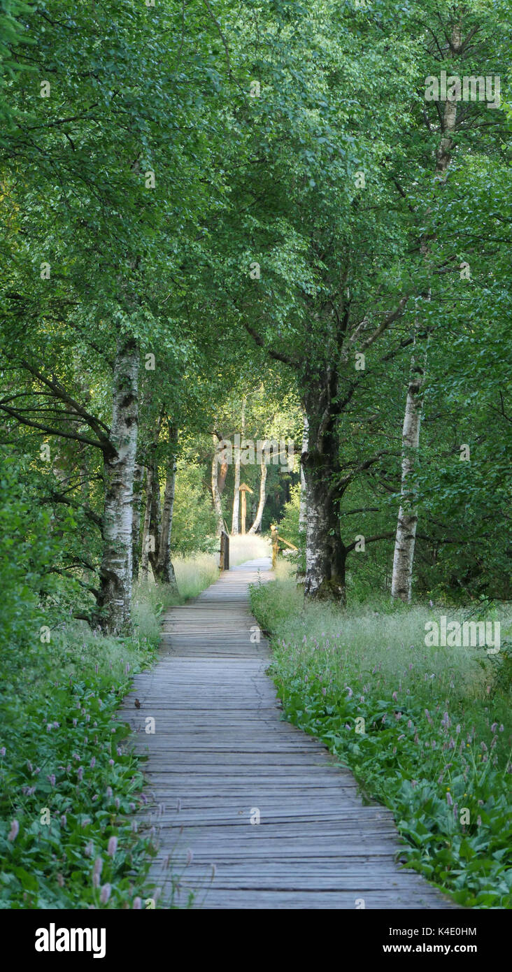 Birke Copse, Betula pubescens, im Schwarzen Moor, Rhön Stockfoto