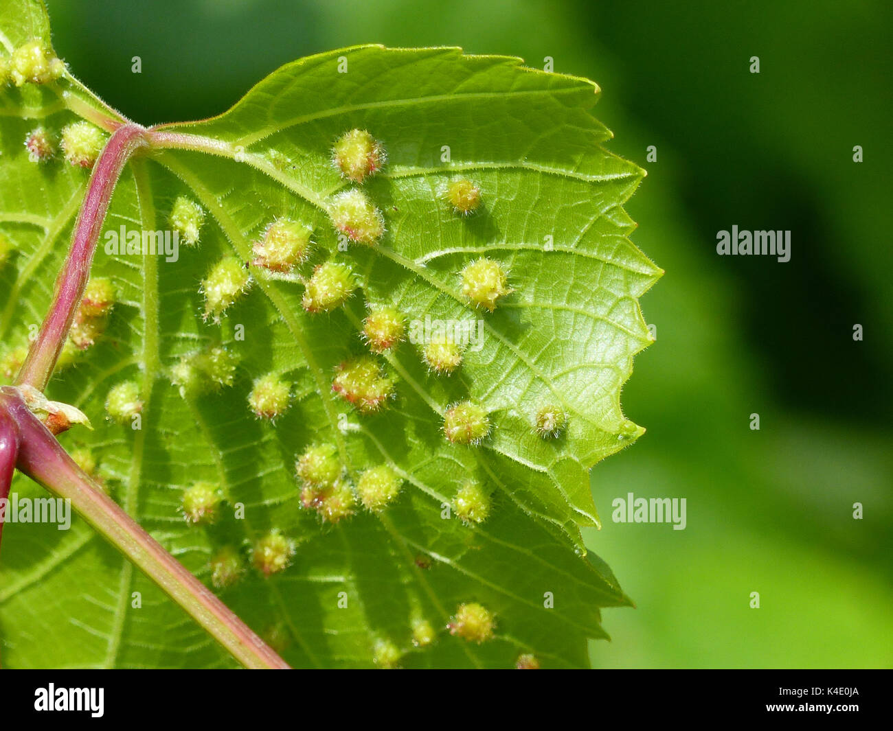 Weinblatt mit Blatt Galle an der Unterseite, verursacht durch die Vermins Stockfoto