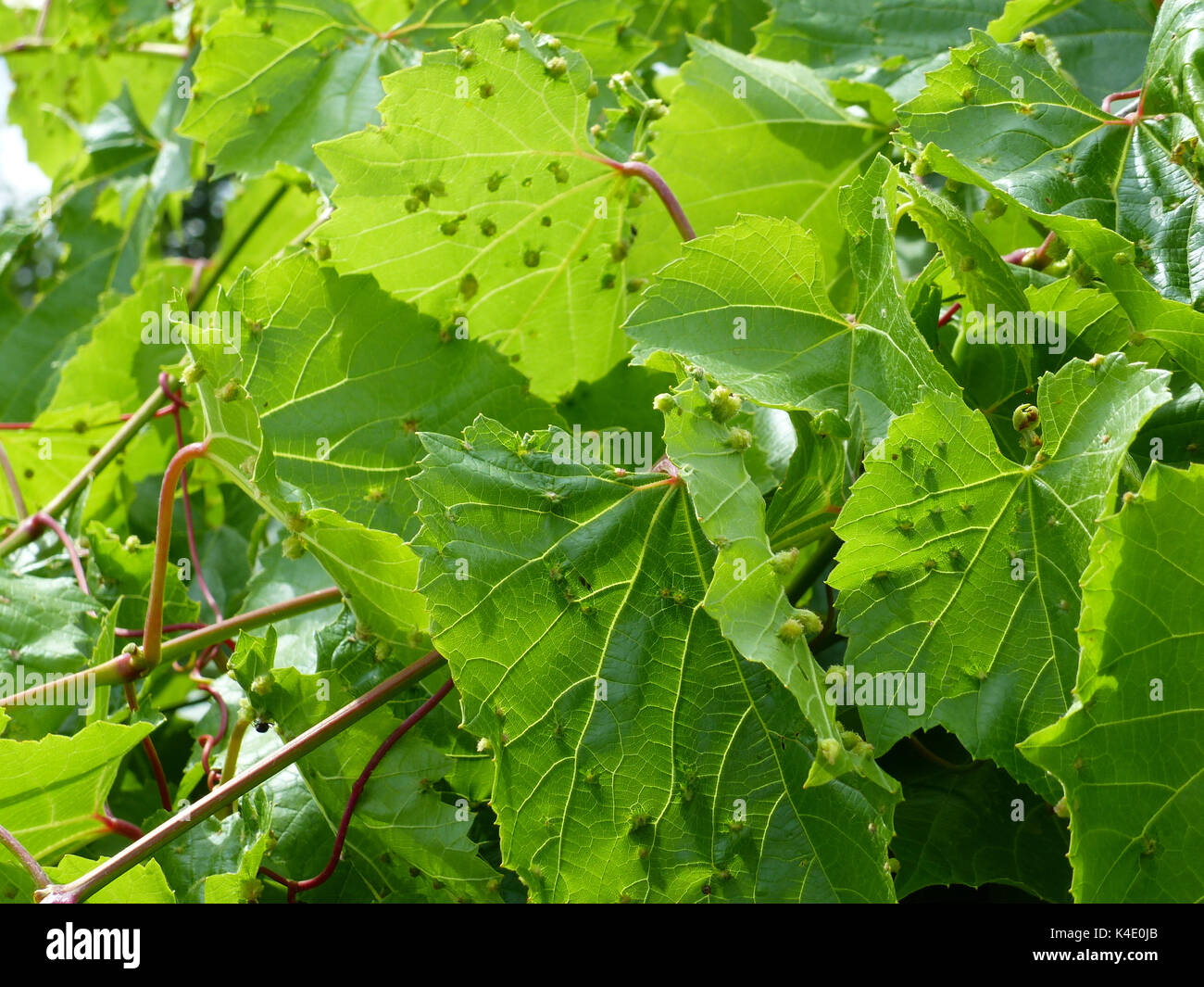 Weinblätter mit Blatt Galle an der Unterseite, verursacht durch die Vermins Stockfoto