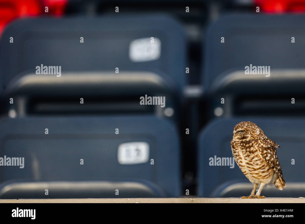 Eine Eule, die im Stadion Hereo de Nacozari auf dem Hof bei den Parteien der Maroons der mexikanischen Fußball-Liga wird angezeigt. Hermosillo Stockfoto