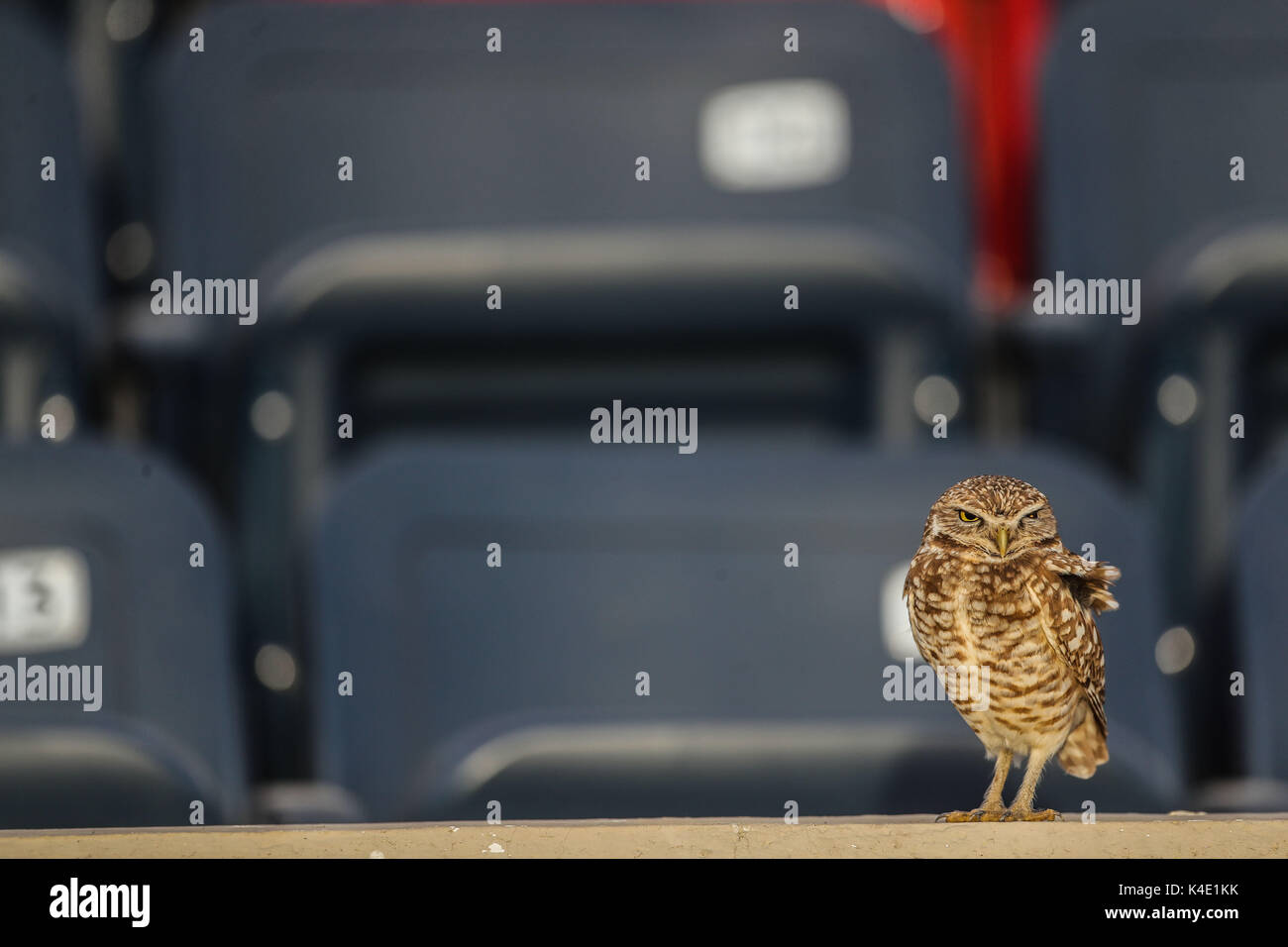Eine Eule, die im Stadion Hereo de Nacozari auf dem Hof bei den Parteien der Maroons der mexikanischen Fußball-Liga wird angezeigt. Hermosillo Stockfoto