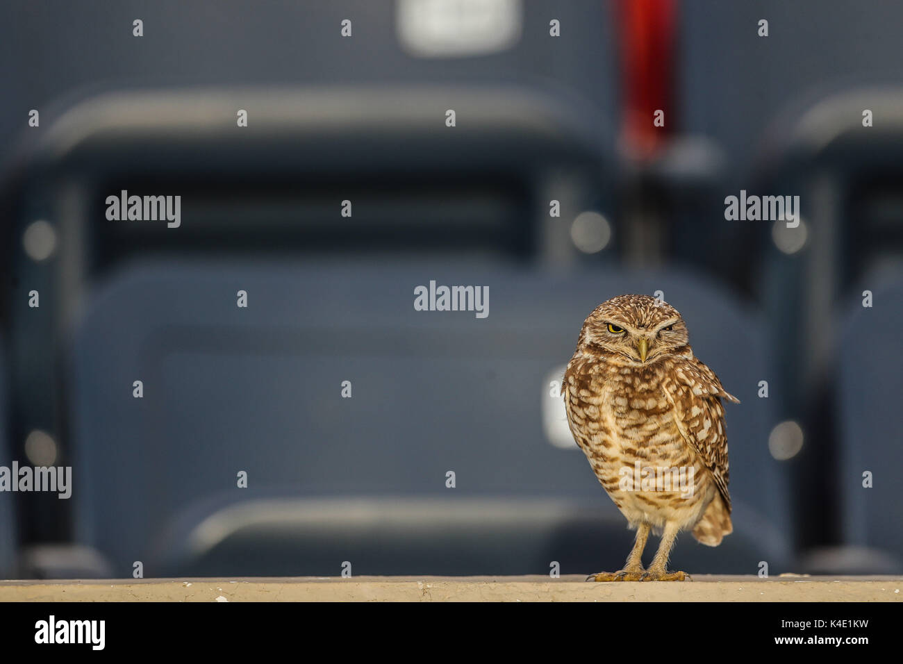 Eine Eule, die im Stadion Hereo de Nacozari auf dem Hof bei den Parteien der Maroons der mexikanischen Fußball-Liga wird angezeigt. Hermosillo Stockfoto