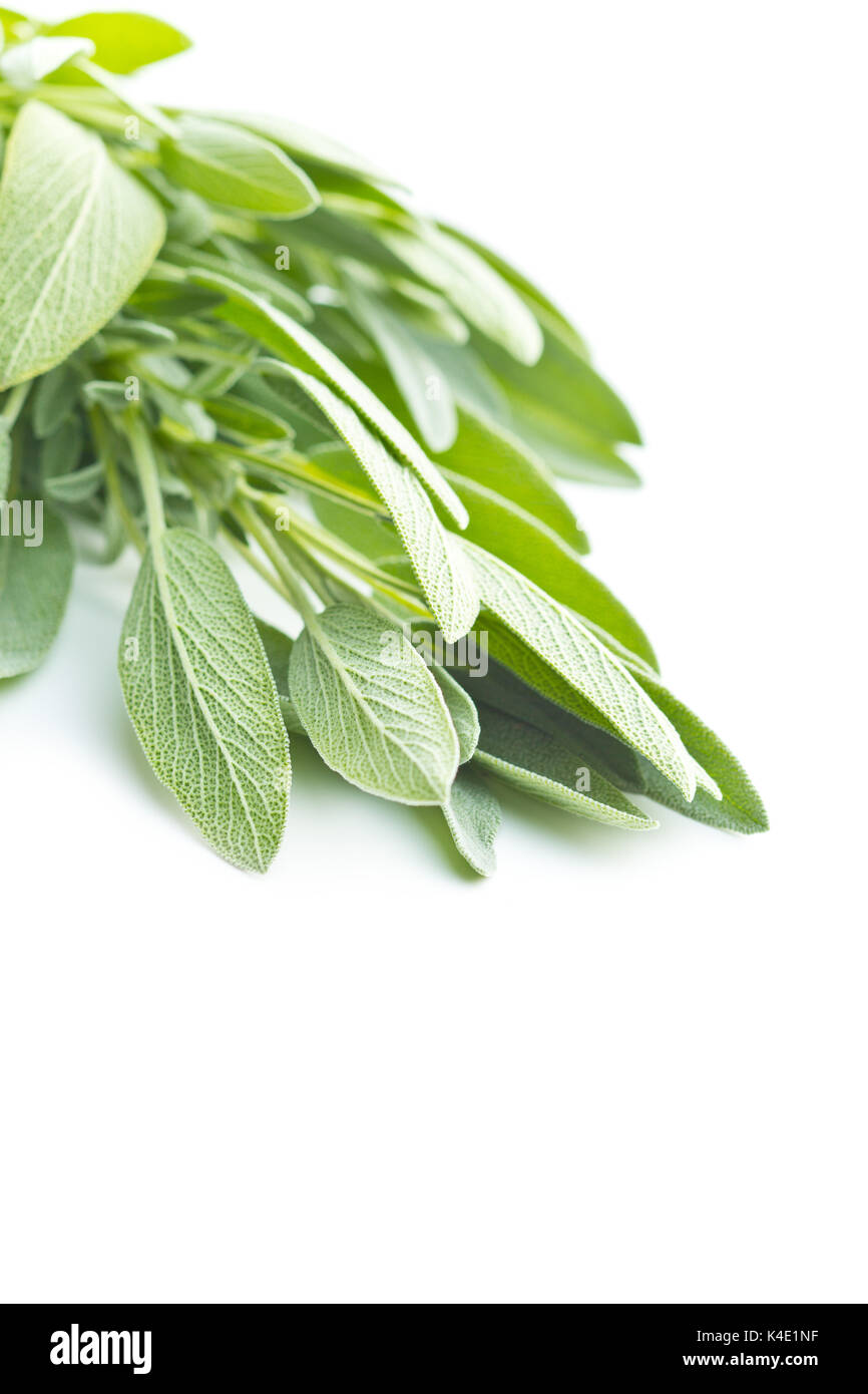 Salvia officinalis. Salbei Zweig auf weißem Hintergrund. Garten Salbei. Stockfoto