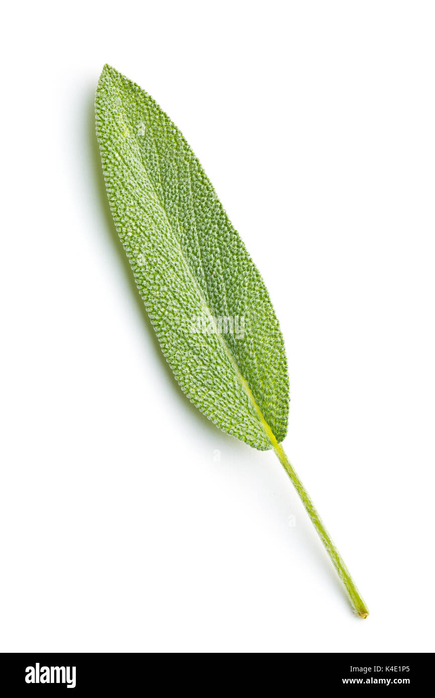 Salvia officinalis. Salbei Blatt auf weißem Hintergrund. Garten Salbei. Stockfoto