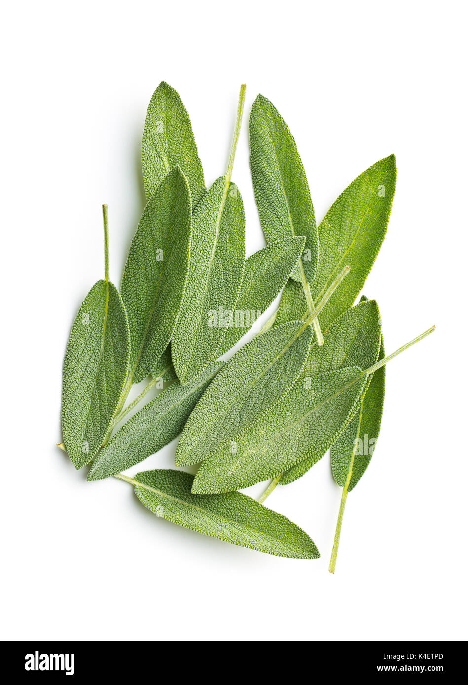 Salvia officinalis. Salbeiblätter auf weißem Hintergrund. Garten Salbei. Stockfoto