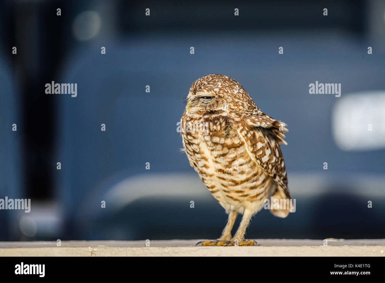 Eine Eule, die im Stadion Hereo de Nacozari auf dem Hof bei den Parteien der Maroons der mexikanischen Fußball-Liga wird angezeigt. Hermosillo Stockfoto