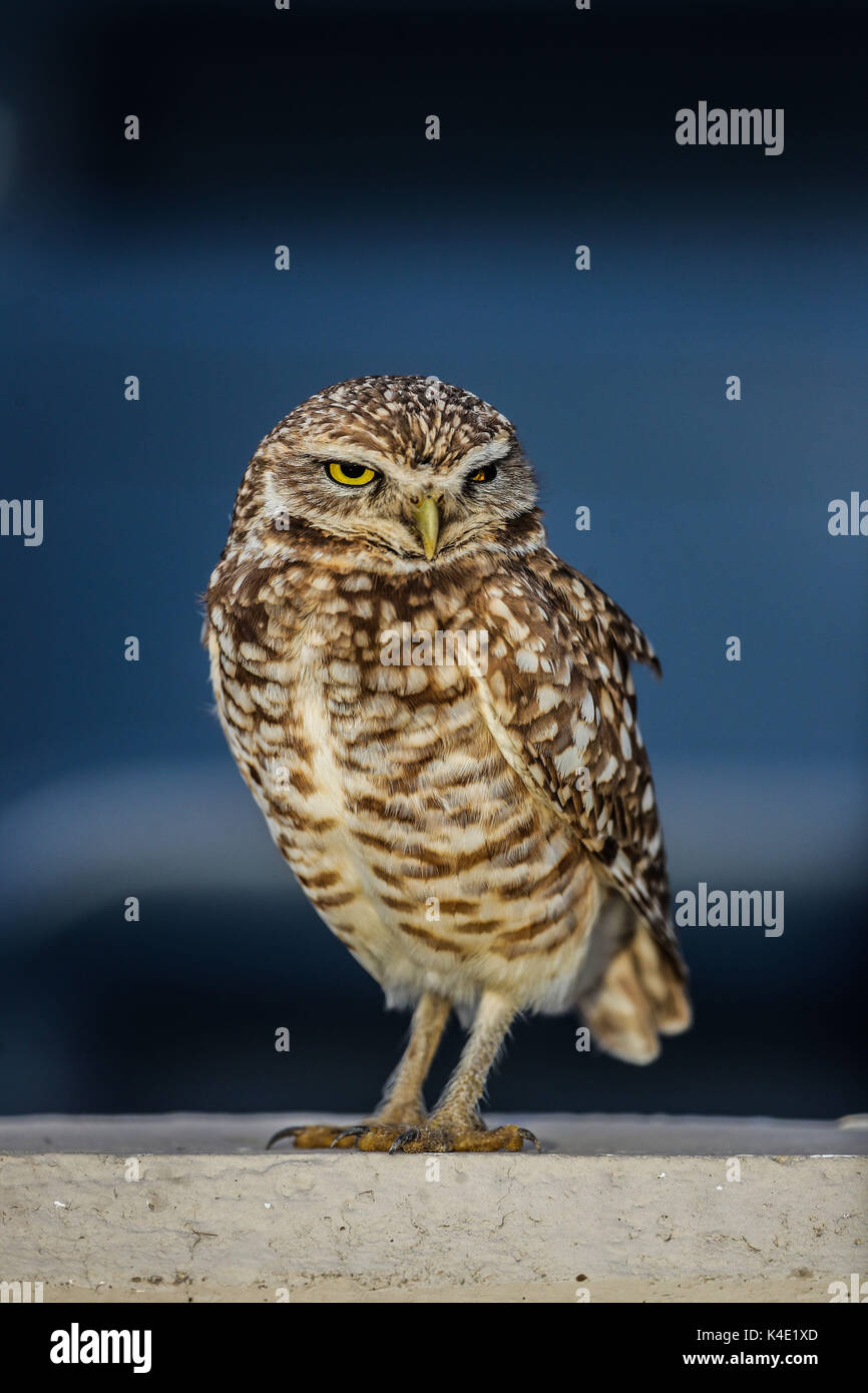 Eine Eule, die im Stadion Hereo de Nacozari auf dem Hof bei den Parteien der Maroons der mexikanischen Fußball-Liga wird angezeigt. Hermosillo Stockfoto