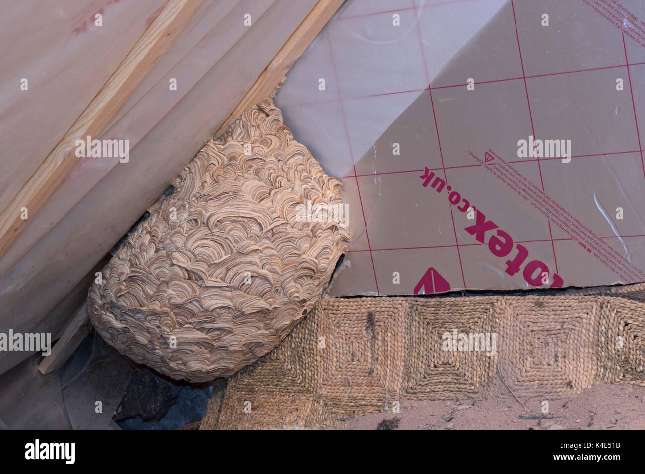 Verlassenen Nest von gemeinsamen Wespen Vespula vulgaris, im Dachgeschoss. Worcestershire, Großbritannien. Stockfoto