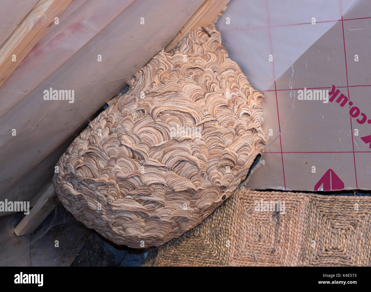 Verlassenen Nest von gemeinsamen Wespen Vespula vulgaris, im Dachgeschoss. Worcestershire, Großbritannien. Stockfoto