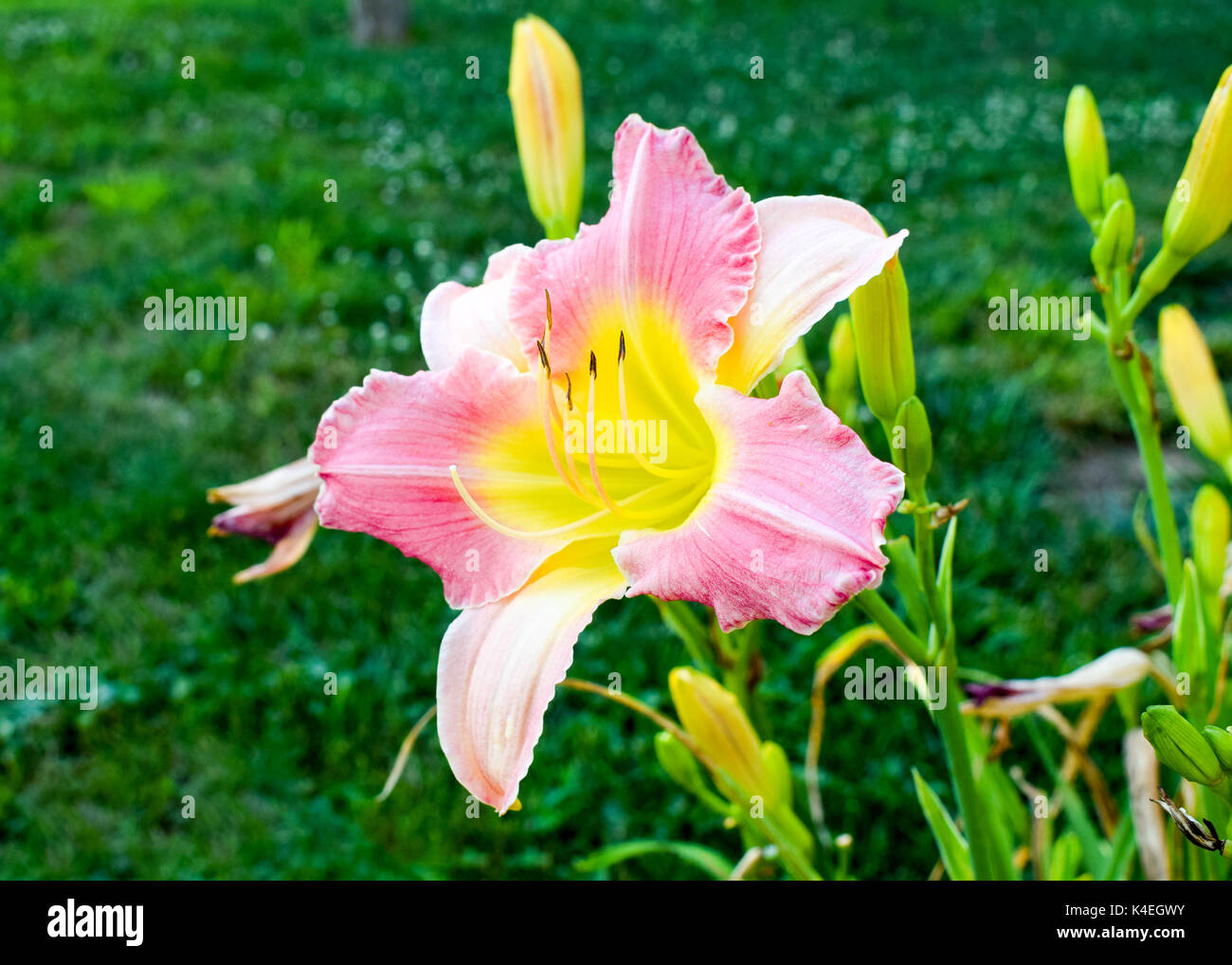 Nahaufnahme einer rosa und gelb daylily Stockfoto