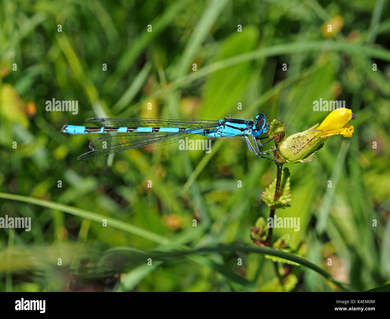 Bue damselfly mit Flügeln auf gelbe Blume im Grünland gefaltet Stockfoto