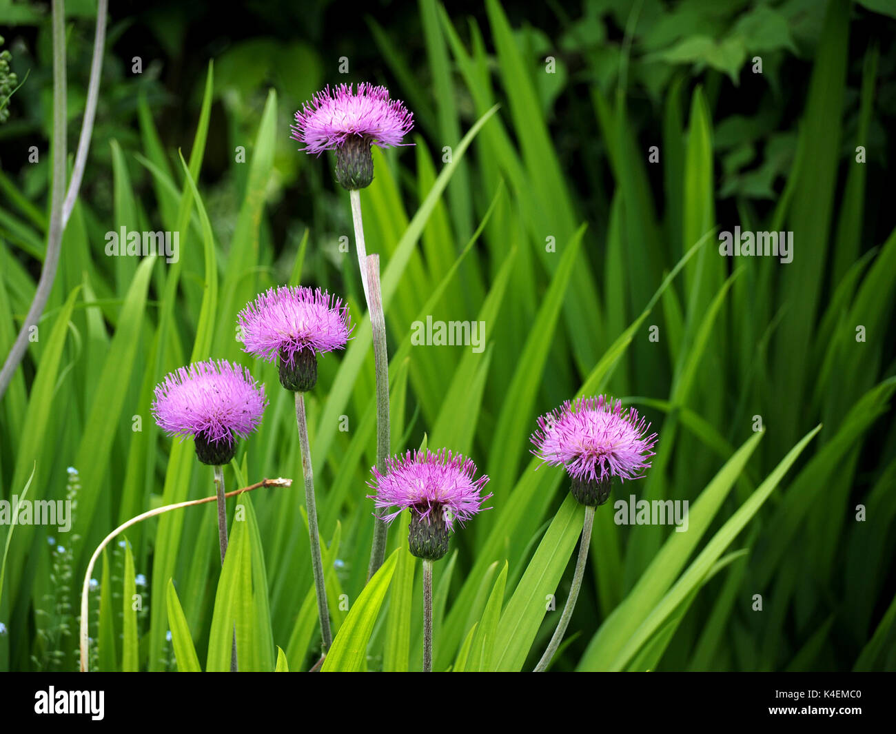 Lila Blüten kultivierter Flockenblume kontrastieren mit hellen grünen Laub in Cumbria, England, Großbritannien Stockfoto