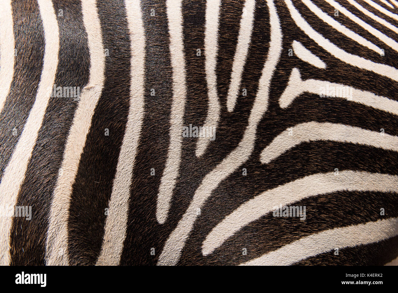 Schwarz und Weiß Zebra Muster für den Hintergrund. Stockfoto