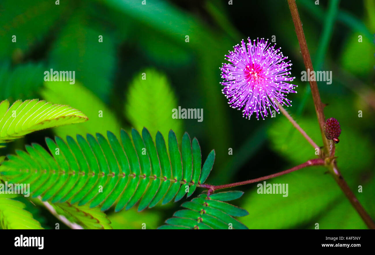 Kleine rosa Blumen und Grünes Blatt Stockfoto