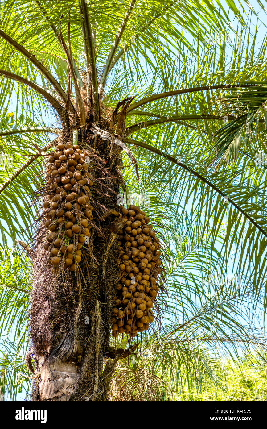 Macauba Palm Tree (acrocomia Aculeata) mit Früchten, Samen, Minas Gerais, Brasilien. Stockfoto