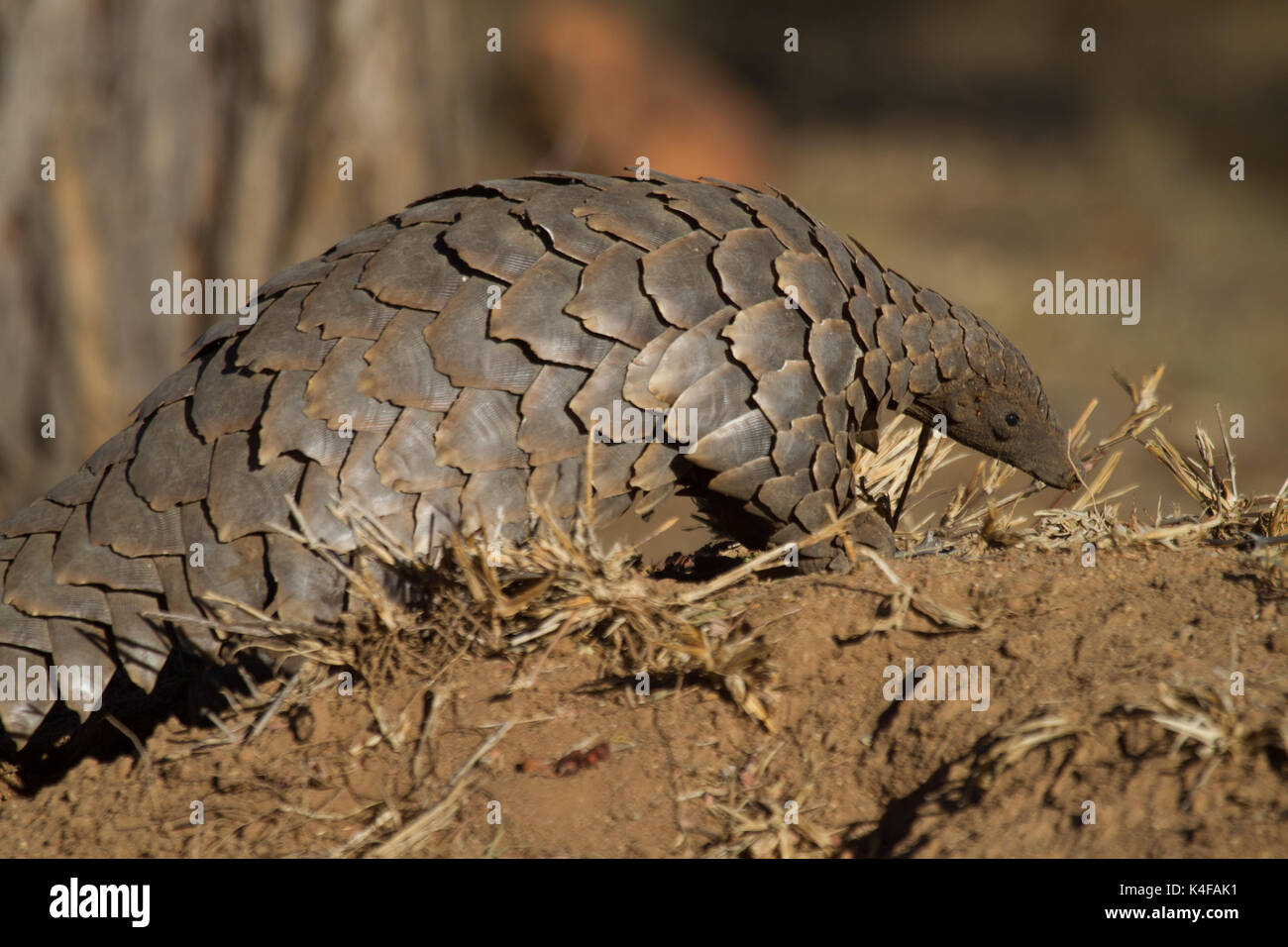 Boden Pangolin, Manis temmenicki. Namibia, Afrika. Diese sind einige der seltensten Tiere der Welt durch den illegalen Handel mit wildlebenden Tier- und Pflanzenarten. Stockfoto