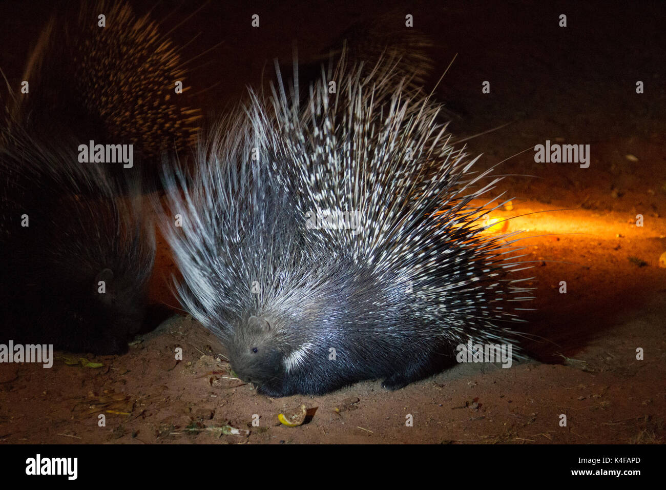 Cape Porcupine (Hystrix africaeaustralis) in Namibia, Afrika Stockfoto