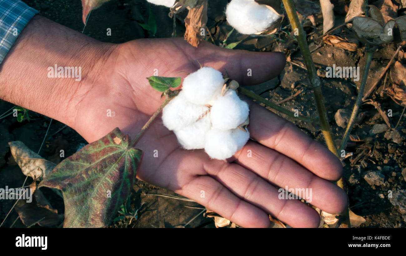 Baumwolle Boll in der hand Gujarat Indien Stockfoto